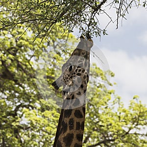 Northern giraffe photo