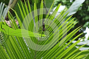 Northern Golden Orb Weaver