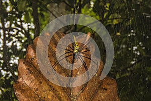 Northern Golden Orb Weaver in Sinharaja Rain Forest