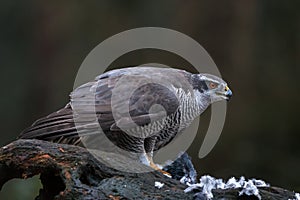 The northern goshawk