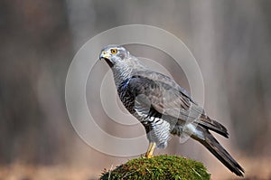 Northern goshawk