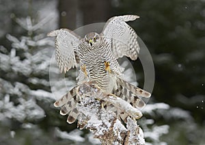 Northern Goshawk Accipiter gentilis