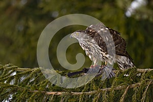 Northern Goshawk (Accipiter gentilis) photo