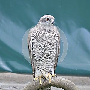 Northern goshawk, accipiter gentilis