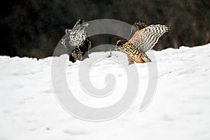 The northern goshawk Accipiter gentilis, a female hawk in the snow near prey with a buzzard. Different species of birds of prey