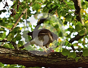 Northern goshawk Accipiter gentilis with prey