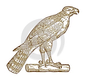 Northern goshawk accipiter gentilis in profile view with bells on its legs, sitting on a tree trunk