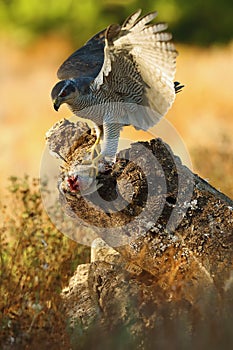 The northern goshawk (Accipiter gentilis) sits on a tree with a quail in its talons.