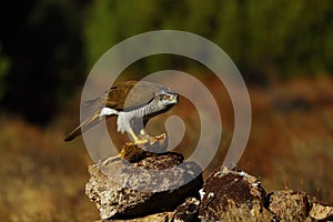 The northern goshawk Accipiter gentilis sits on a tree with a quail in its talons. A hawk with prey in the evening light. A bird