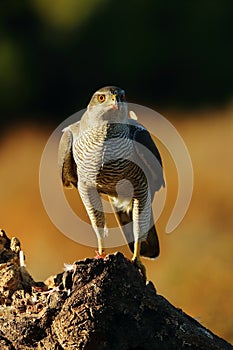 The northern goshawk Accipiter gentilis sits on a tree with remains of quail in its talons. A hawk with prey in the evening