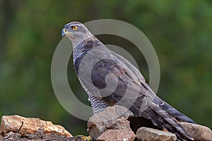 Northern goshawk, Accipiter gentilis, wildlife scene