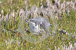 Northern Goshawk eating its prey in the rice paddy