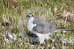 Northern Goshawk eating its prey in the rice paddy