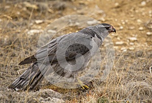 Northern Goshawk Feasting on Prey