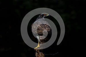 Northern goshawk in the forest of Noord Brabant