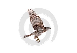 Northern Goshawk isolated on white