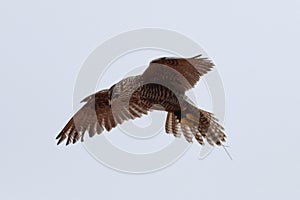 Northern goshawk soaring through the sky with its wingspan fully extended