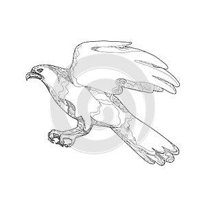 Northern Goshawk Swooping Doodle Art