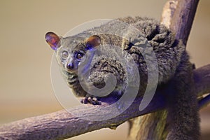 Northern greater galago