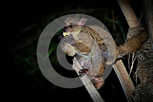 Northern Greater Galago - Otolemur garnettii also Garnett greater galago or Small-eared Greater Galago, nocturnal