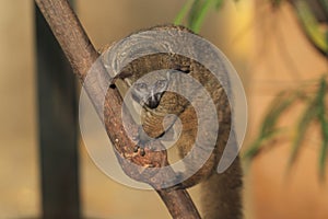 Northern greater galago