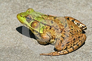 Northern Green Frog