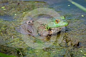 Northern green frog wadding in a pond - Michigan