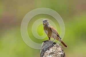 Northern grey-headed sparrow Passer griseus on a rock, Kibale National Forest, Uganda.