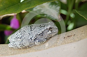 Northern Grey Treefrog