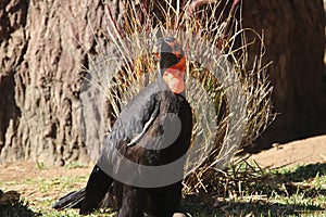 Northern ground hornbills Bucorvus abyssinicus 1