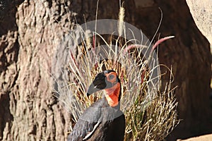 Northern ground hornbills Bucorvus abyssinicus 2