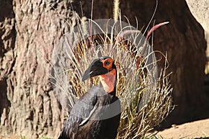 Northern ground hornbills Bucorvus abyssinicus 3