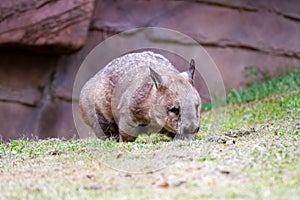 Northern hairy nosed wombat