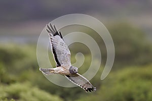 Northern harrier