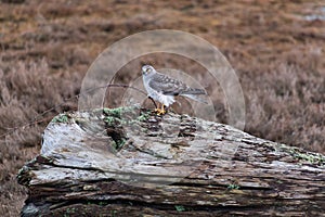 Northern Harrier bird