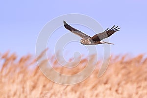 Northern Harrier (Circus cyaneus)