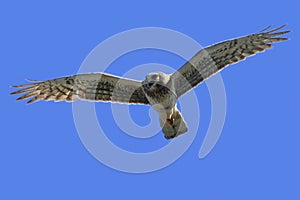 Northern Harrier (Circus cyaneus) female