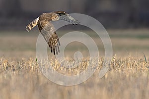 Northern Harrier Circus cyaneus. Hen Harrier or Northern Harrier is long-winged, long-tailed hawk of open grassland and marshes