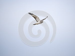 Northern harrier, Circus. hudsonius