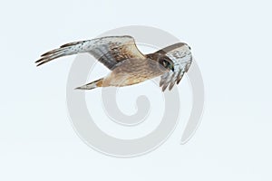 Northern Harrier - Circus hudsonius