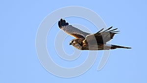Northern Harrier Circus hudsonius in flight with wings raised
