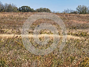 A Northern Harrier Flies Above the Grass of an Autumn Prairie: Bird of prey northern harrier raptor flies just above the grasses