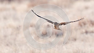 Northern harrier in flight