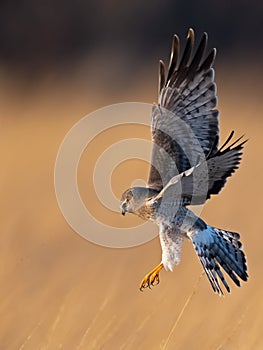 Northern Harrier in flight getting ready to pounce on prey