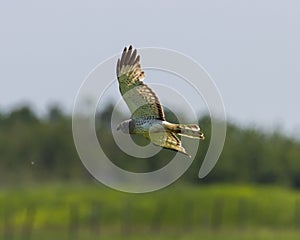 Northern harrier flying with a blurred background - Circus hudsonius