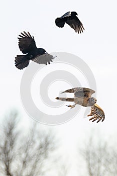 Northern harrier harassed by American crows