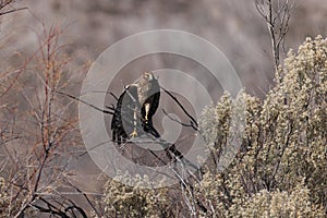 Northern Harrier , Hawk, Bosque del Apache,wildlife reserve , New Mexico,USA