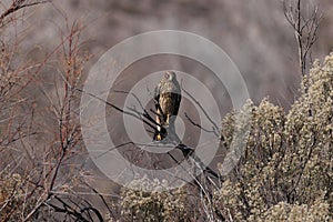 Northern Harrier , Hawk, Bosque del Apache,wildlife reserve , New Mexico,USA