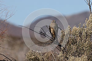 Northern Harrier , Hawk, Bosque del Apache,wildlife reserve , New Mexico,USA