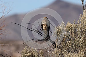 Northern Harrier , Hawk, Bosque del Apache,wildlife reserve , New Mexico,USA